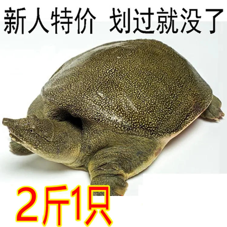 2斤1只 新鲜活甲鱼直播卖货老母鳖外塘生态鲜活大甲鱼王八批发