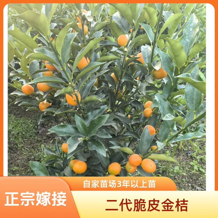 【二代脆皮金桔树苗】金桔树盆栽带果发货果树树苗