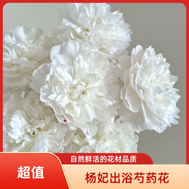 杨妃出浴芍药花芍药鲜切花基地直发高品质