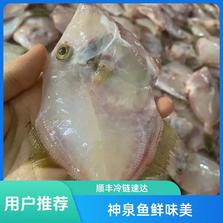 广东惠来神泉本港海鲜迪仔鱼圆迪扒皮鱼顺丰冷链配送