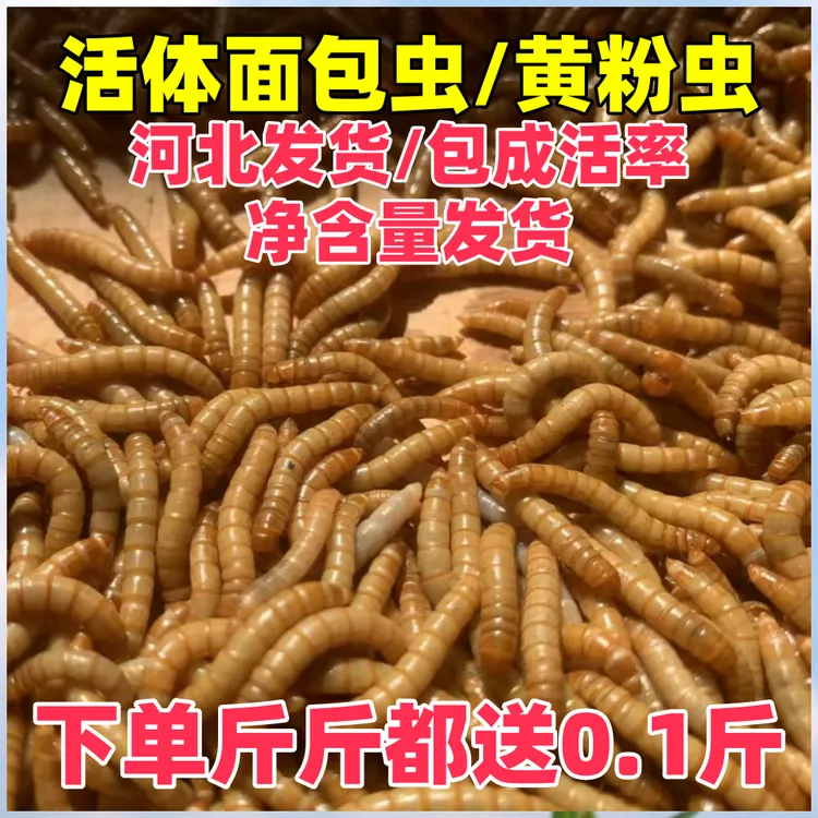 活体面包虫黄粉虫蛋白虫宠物食品钓鱼饵料每斤都送0.1斤1.1斤发货