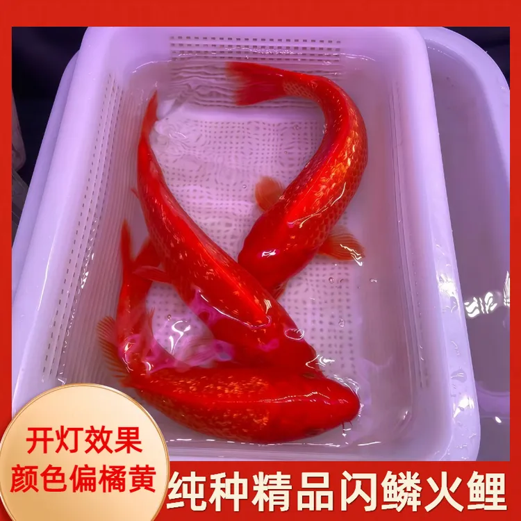 纯种火鲤闪鳞不闪鳞观赏冷水大红色观赏鱼火麒麟好养火凤凰锦鲤鱼