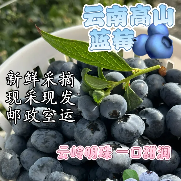 【邮政空运】云南高山蓝莓鲜果新鲜水果当季现摘现发整箱包邮