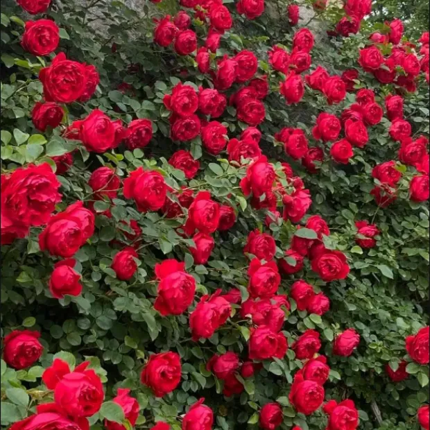 【蒂娜】爬藤月季多花藤本蔷薇大花浓香庭院阳台四季开花