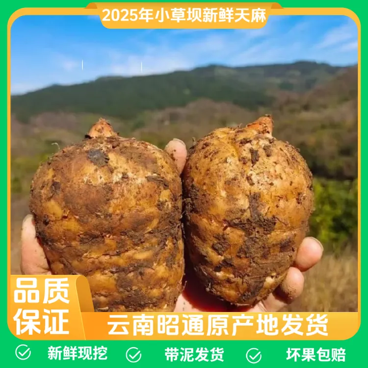 正宗云南昭通小草坝新鲜天麻 仿野生高山老品种乌天麻 