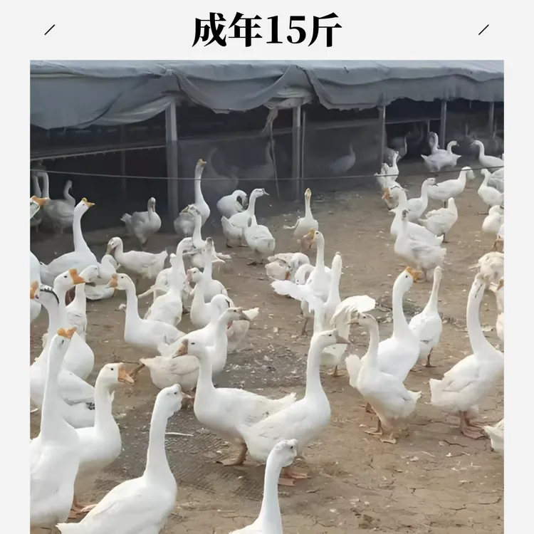 【大三花鹅】宠 物  顺丰包邮到家 