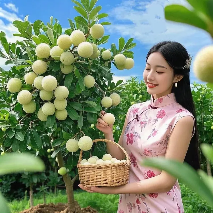白水晶杨梅苗杨梅树树苗嫁接盆地栽南方特大果树苗杨梅苗带土球