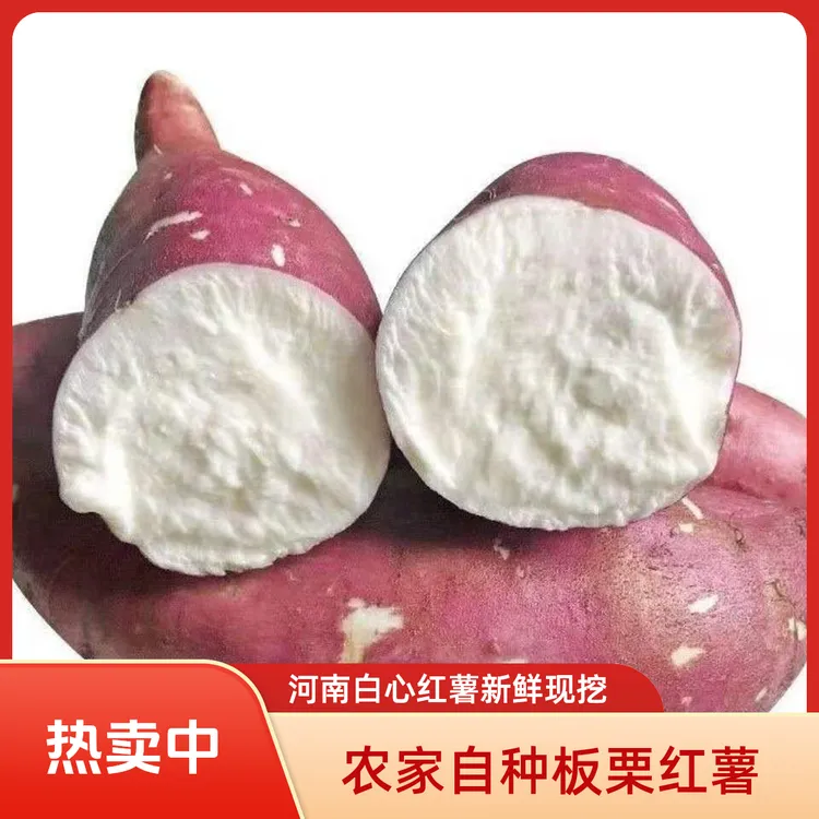 自冉香河南白心红薯新鲜粉糯香甜板栗牛奶薯产地直发五斤包邮