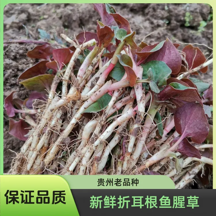 （北方专拍）贵州折耳根鱼腥草新鲜带叶带泥现挖