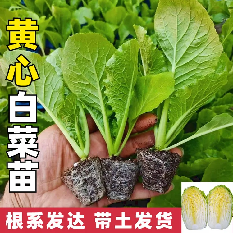 四季大白菜种苗子大白菜秧苗四季秋播菜苗娃娃菜苗冬季蔬菜种苗全