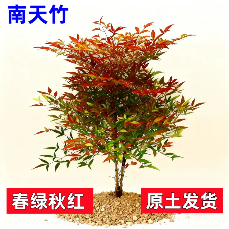 火焰南天竹转运竹四季红天竹盆景老桩树苗庭院室内万年红盆栽竹子