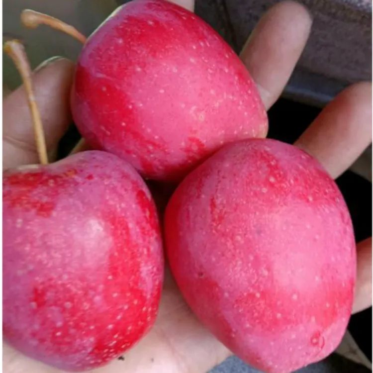 3年苗买一送一东北耐寒鸡心苹果树苗嫁接鸡心果树苗盆栽地栽种植