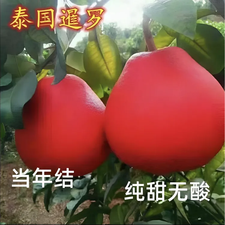 泰国暹罗红柚 嫁接树苗当年结果柚子树苗 红皮红肉红柚子树苗