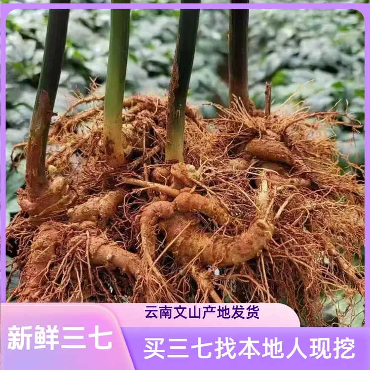 云南文山新鲜三七现挖潮湿七带根须泡酒切片煲汤产地直发活三七头