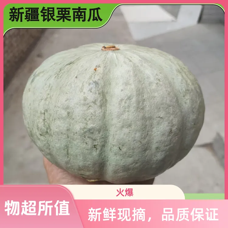 新疆银栗南瓜老南瓜板栗味粉糯甜新鲜贝贝大南瓜蔬菜辅食贵族窝瓜