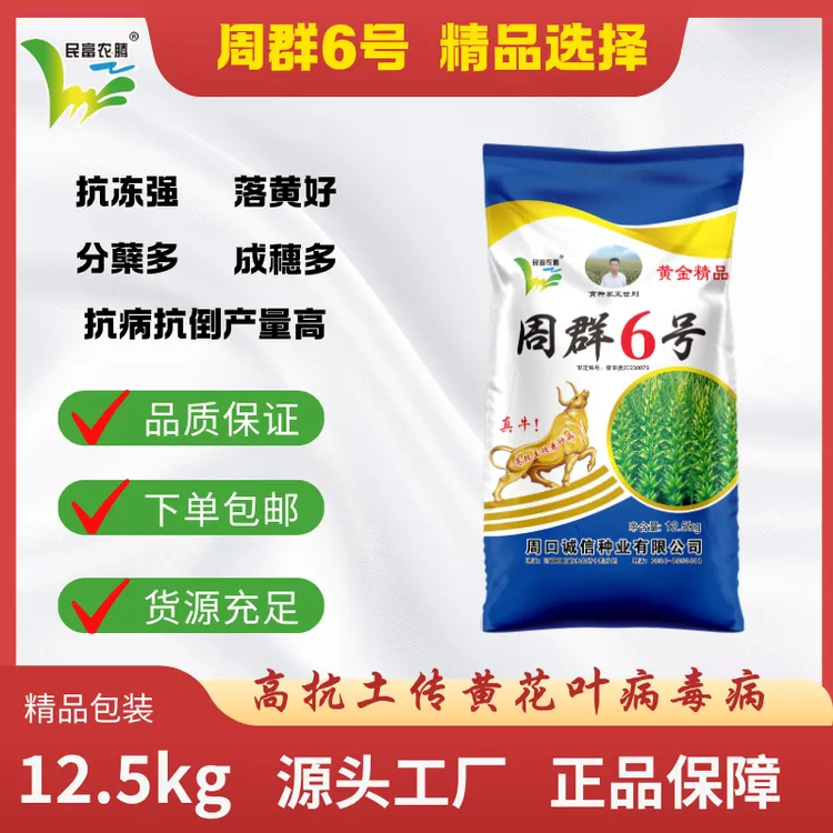 周群6号 优质抗病麦种 高产 原厂直发