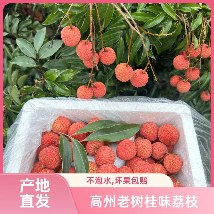 【顺丰冷链】广东茂名高州正宗老树桂味荔枝