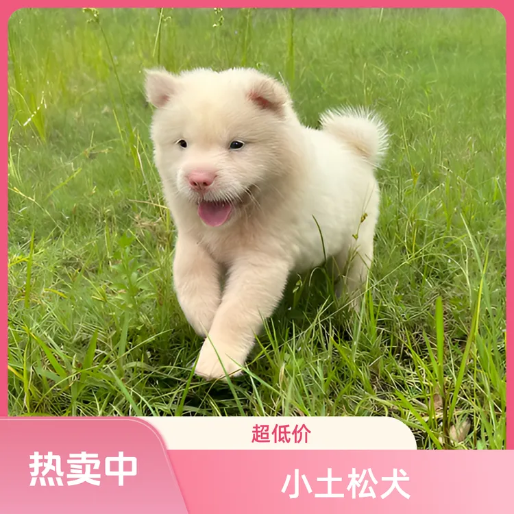 小土松唐犬狗狗活体宠物兔子陪伴犬