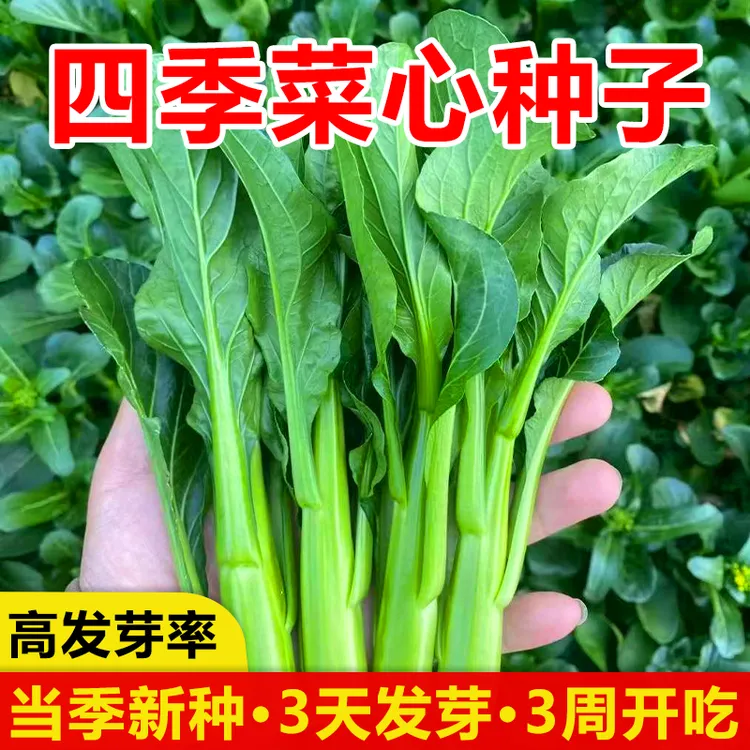 【四九甜心菜种子】速生25天四季广东四九甜菜心耐热农家蔬菜种子