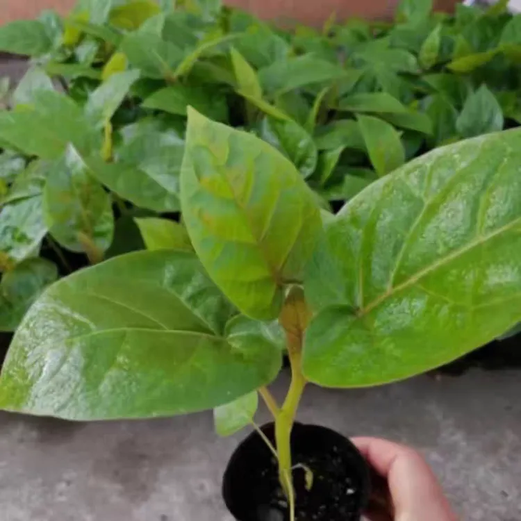  云南大树番茄 番茄苗带杯发货 树番茄小苗适合庭院种植无需搭架 