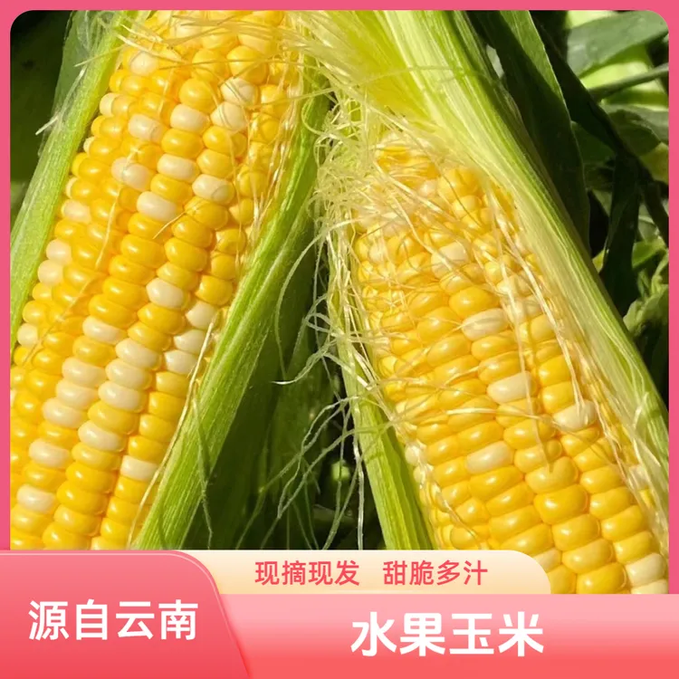 云南金银新鲜水果玉米现摘现发脆甜爆浆多汁可生吃香甜坏果包赔