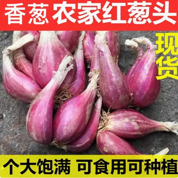 红葱头种子四季香葱火葱盆栽新鲜葱头