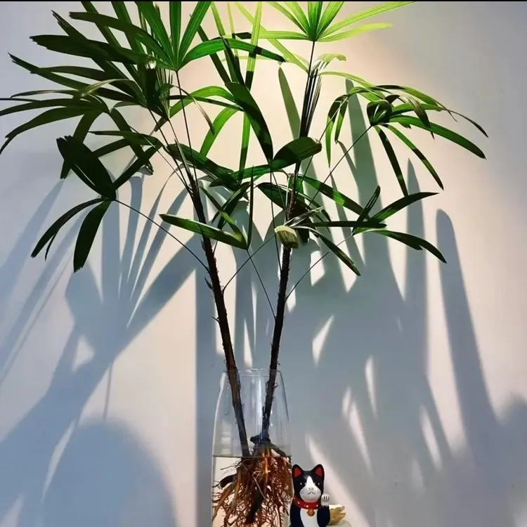 水培大叶金山棕竹室内绿植水培绿植绿植水培植物绿植盆栽室内盆栽