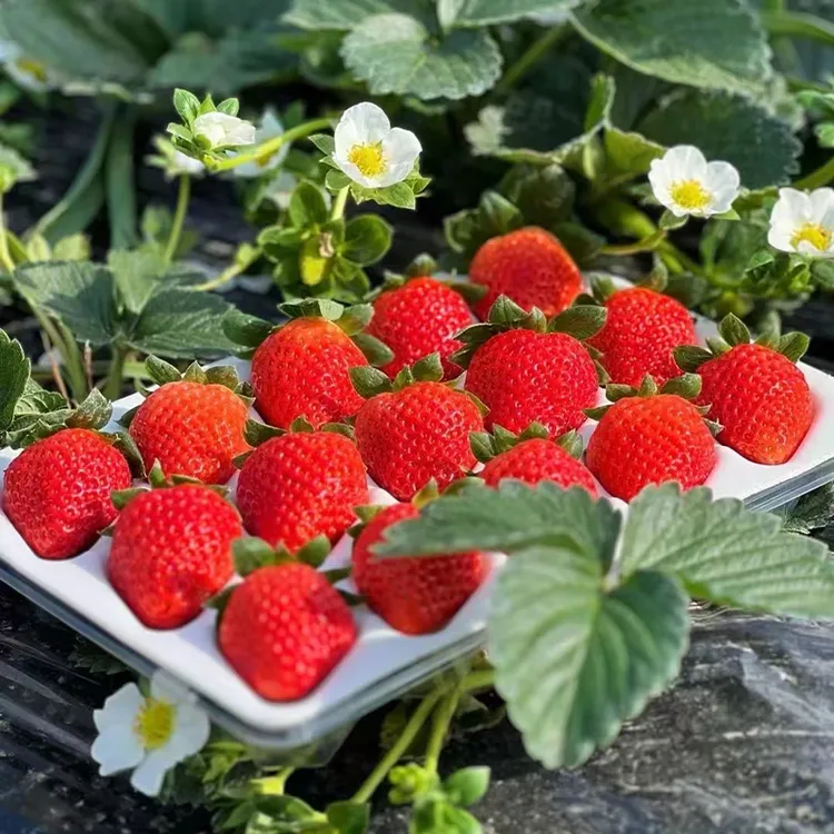 【顺丰速运】四川大凉山露天奶油草莓香味浓郁8甜2酸非丹东99草莓