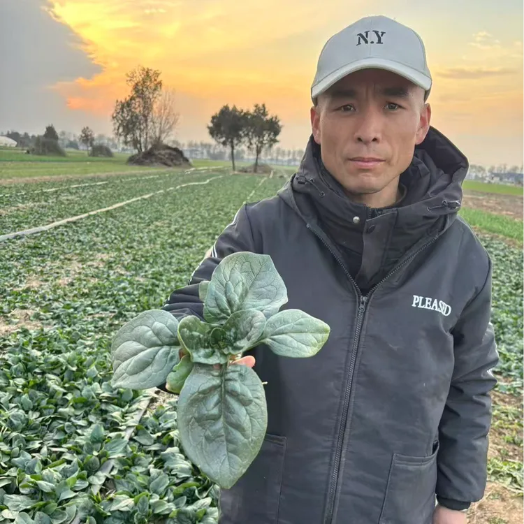 兴平市露天趴地菠菜，菠菜