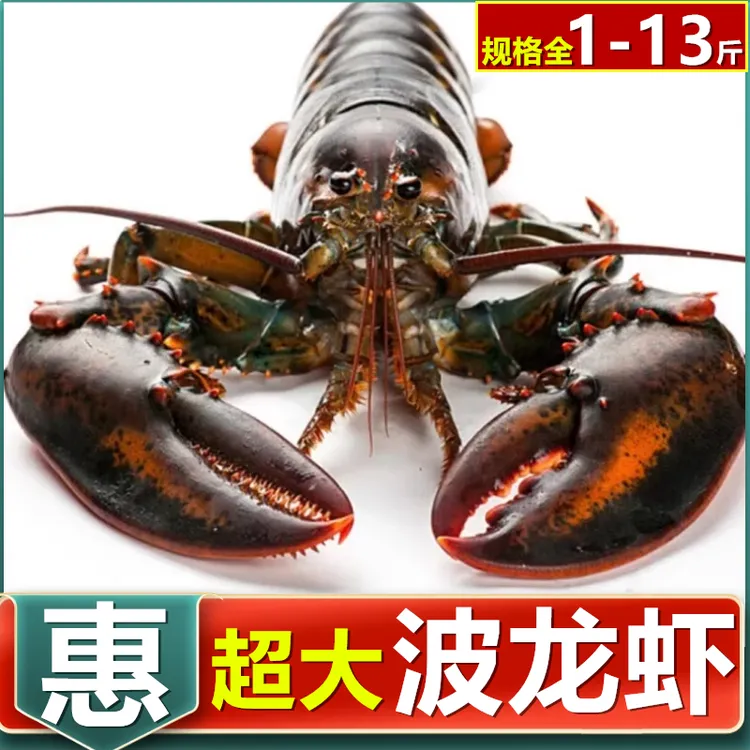 波士顿龙虾鲜活冷冻特大龙虾加拿大进口海鲜波龙新鲜水产冰鲜急冻