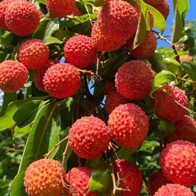 【大成专属】深圳南山精选现摘现发新鲜荔枝桂味