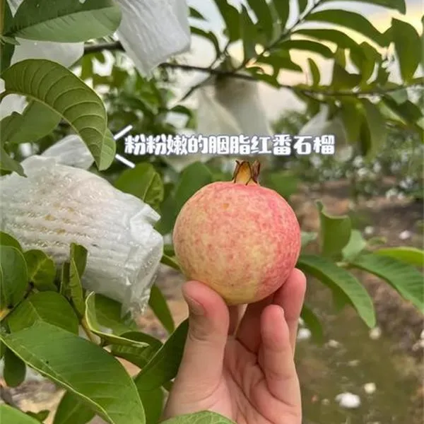 胭脂红番石榴树苗芭乐果苗当年结果嫁接苗四季红番石榴苗盆栽地栽