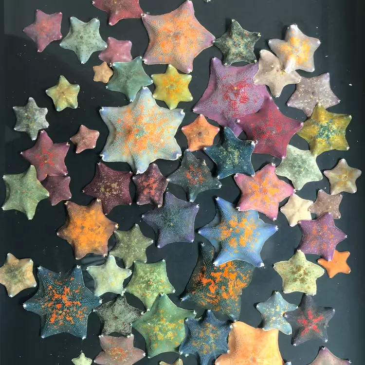 活体海星海燕简单好养易活送材料饲养套餐海星饲养造景套装