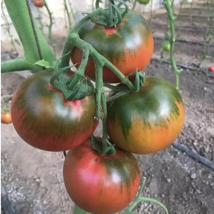 优品源正宗铁皮西红柿红壤绿籽草莓芯多汁爆汁拍3发4斤