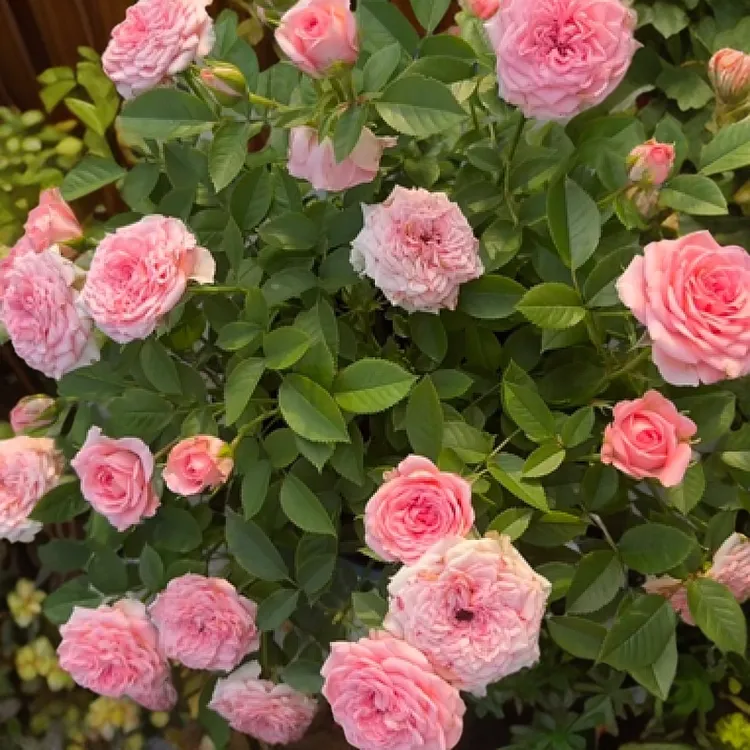 【仙度瑞拉】粉色多头爆花丛生月季洋桔梗盆栽适合阳台庭院种植