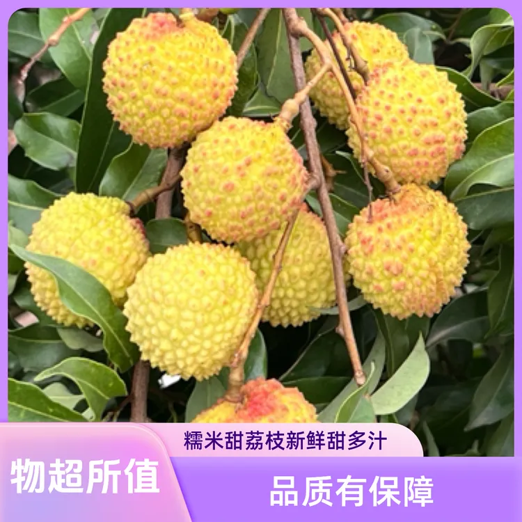 糯米甜荔枝新鲜现摘爆甜多汁广东直发当季水果批发精品一整箱包邮