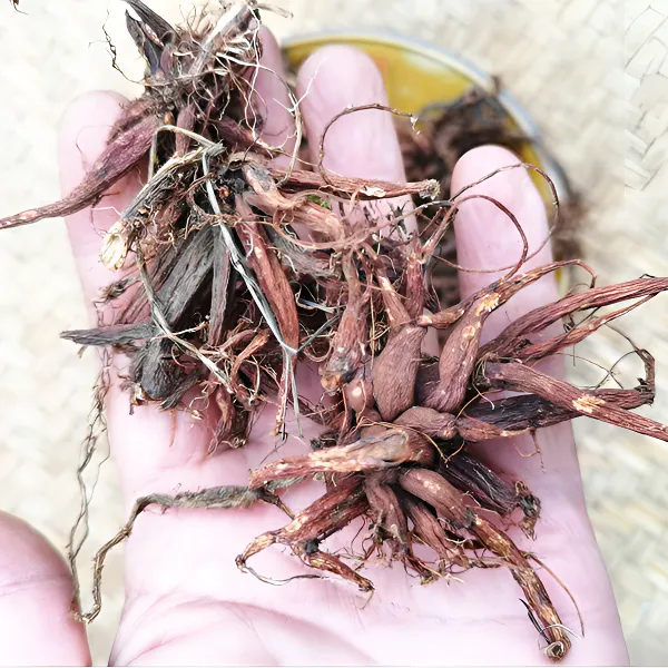 山货红活麻根根干货 红禾麻红线麻小红麻泡酒炖肉煲汤非贵州党参