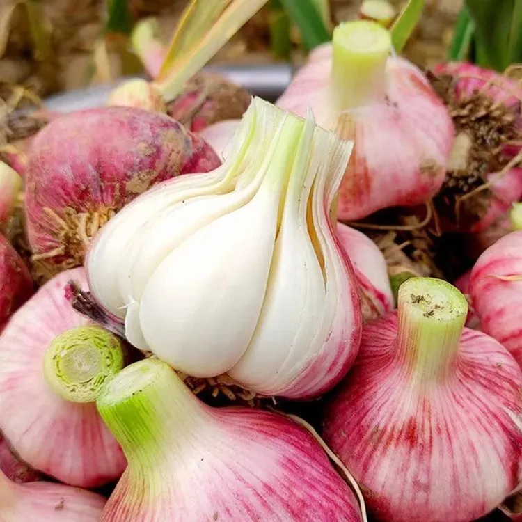 2025年新鲜大蒜紫皮多瓣蒜新鲜现挖分瓣蒜香辣多汁紫皮鲜蒜