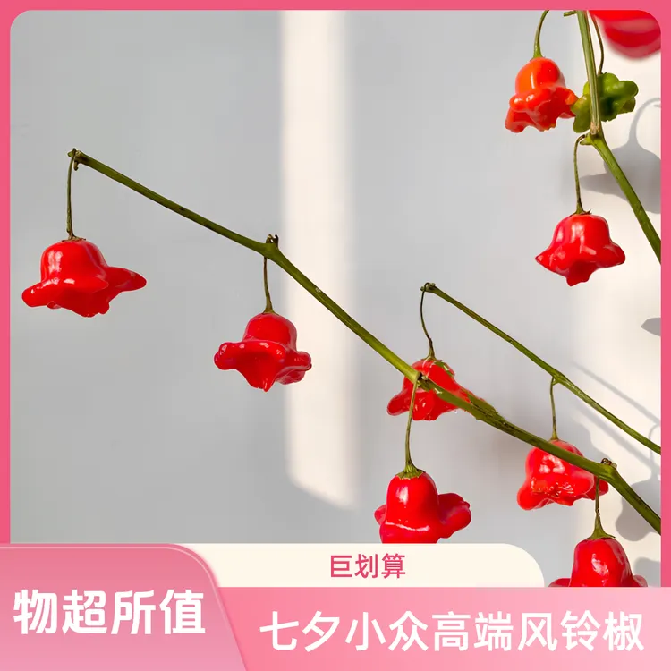 【云南基地直发】七夕小众高端五彩风铃椒花卉绿植室内装饰花材辣椒