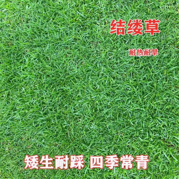 【结缕草草籽】矮生四季常青耐践踏耐寒耐旱庭院绿化草坪种子