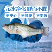 【吊水鱼】鲜活吊水鲈鱼 400-500g