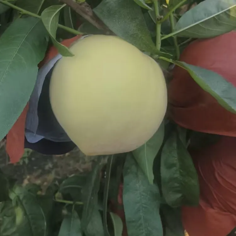 秋蜜桃 现摘现发 脆甜口 礼盒发货 山区应季水果