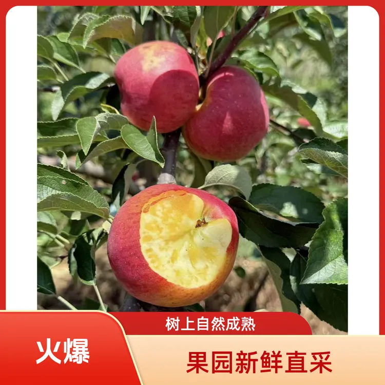 云南昭通冰糖心丑苹果应季水果短剧只愿君心似我心大结局