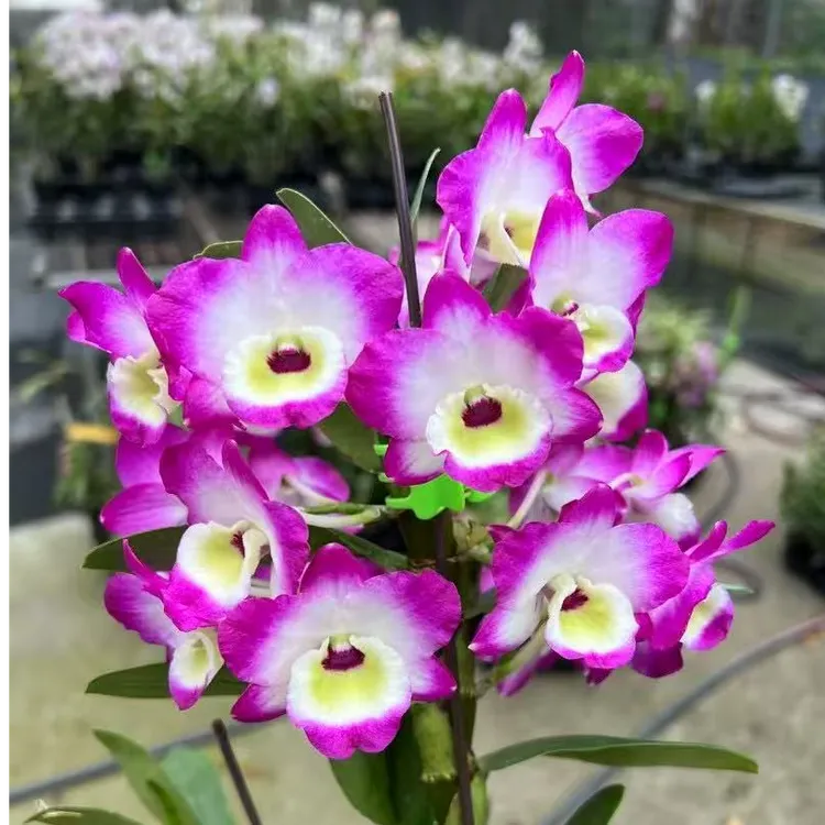 永祥兰艺  春石斛小蓝莓易种易爆花