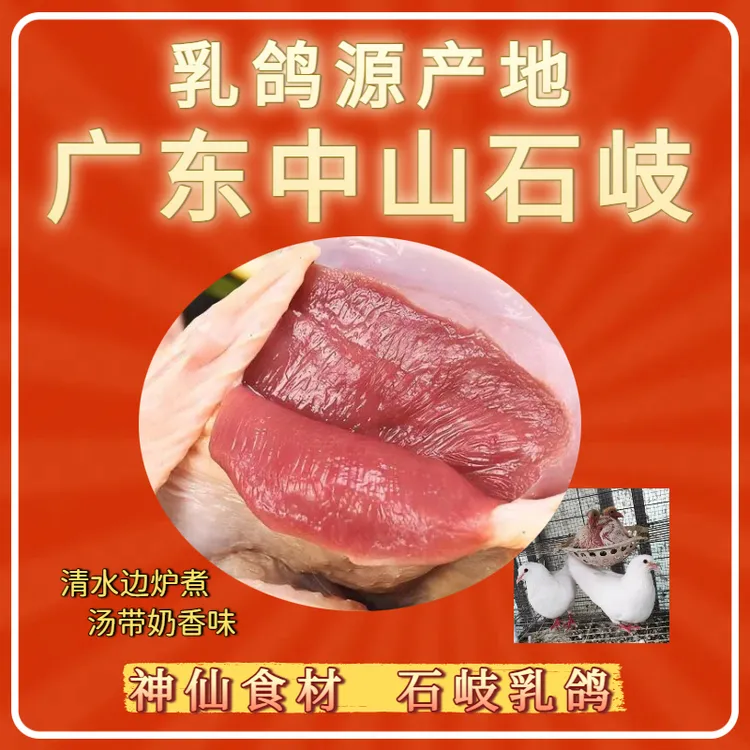 【拍1发4】正宗石岐乳鸽生鲜包邮中山石岐鸽场直供清水边炉火锅煲汤