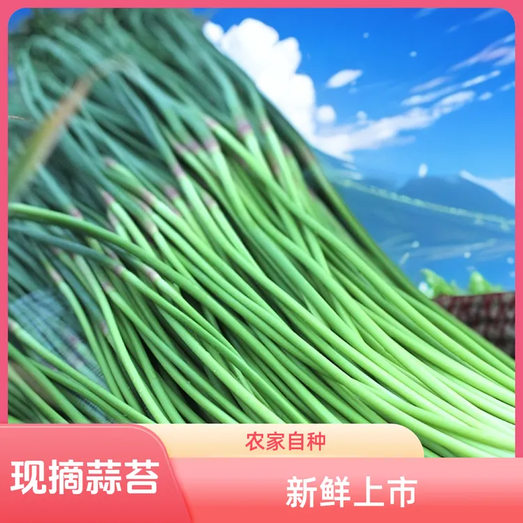 农家自种 2025头茬现摘新鲜蒜苔
