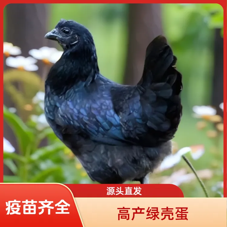 纯种五黑一绿鸡高产绿壳蛋一斤左右发货可作宠物鸡