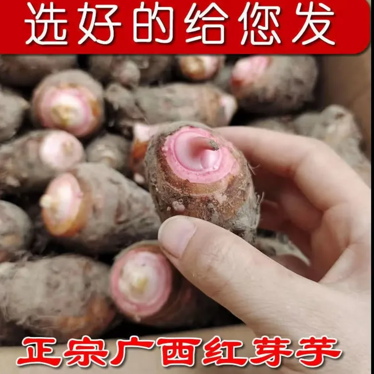 正宗广西红芽芋头芋艿新鲜现挖小芋头农家自种香甜粉糯香芋