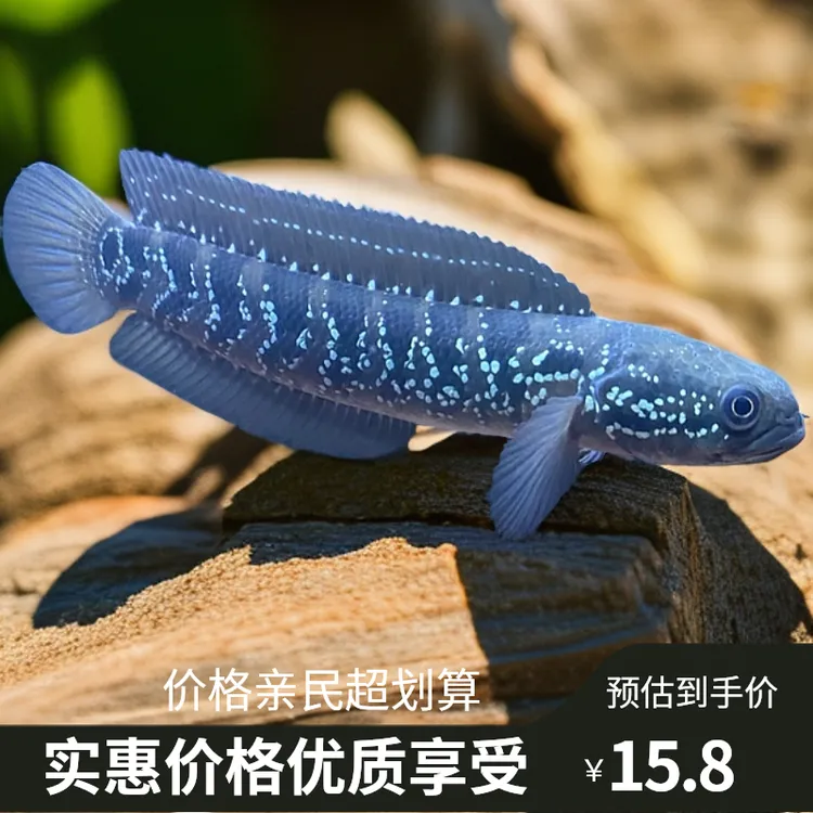 优质七星鱼 国产雷龙鱼 黑月鳢 本地淡水观赏猛鱼好养耐活冷水鱼