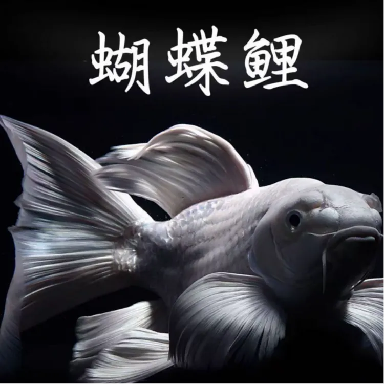 （促销）台湾赛级红蝶蝴蝶鲤鳍大尾大耐活好养11-13